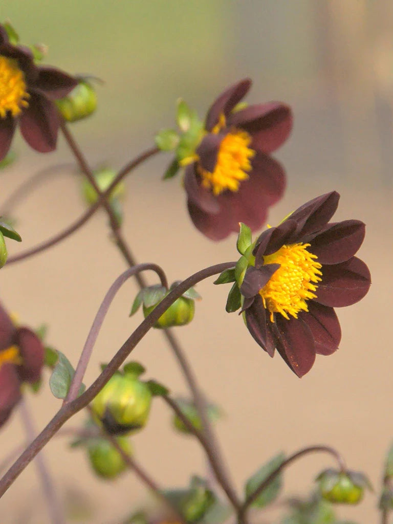 Bio Dahlia 'Mexican Star' | Bloemoloog