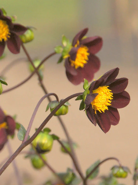 Bio Dahlia 'Mexican Star' | Bloemoloog