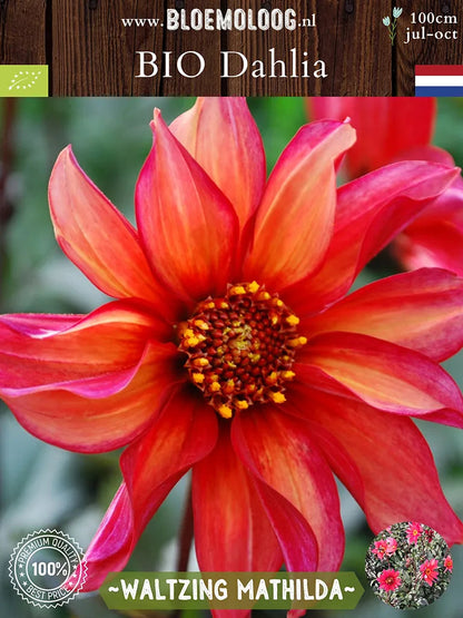 Bio Dahlia 'Waltzing Mathilda' | Bloemoloog