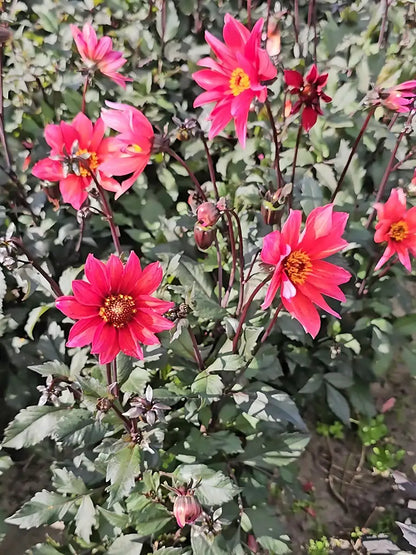 Bio Dahlia 'Waltzing Mathilda' | Bloemoloog