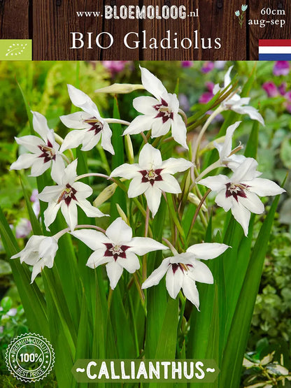 Bio Gladiolus 'Callianthus' | 10 stuks | Bloemoloog