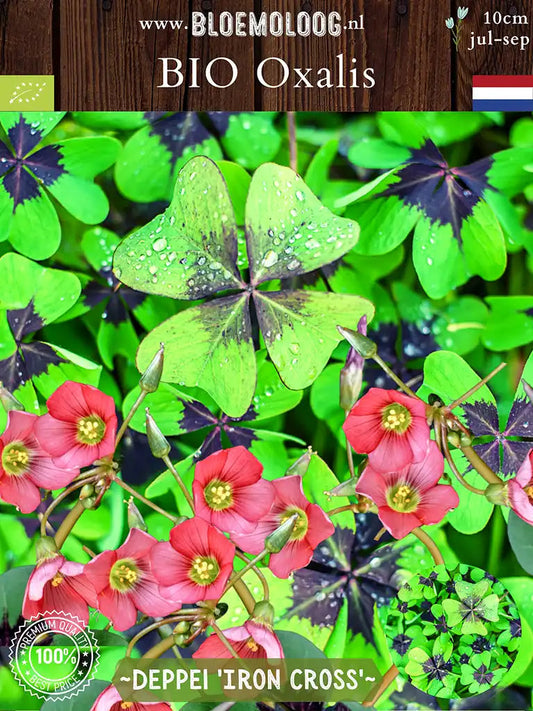 Bio Oxalis deppei 'Iron Cross' | 10 stuks | Bloemoloog