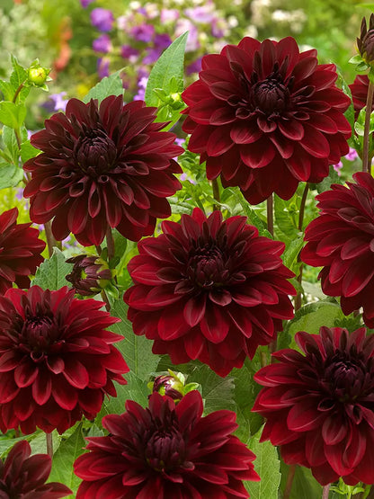 Bio Dahlia 'Arabian Night' | Bloemoloog