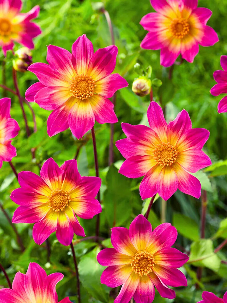 Bio Dahlia 'Bright Eyes' | Bloemoloog