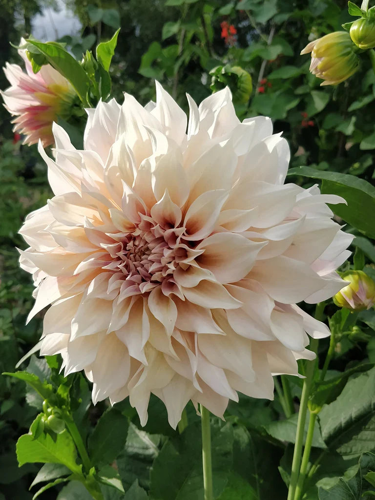 Bio Dahlia 'Cafe au Lait' | Bloemoloog