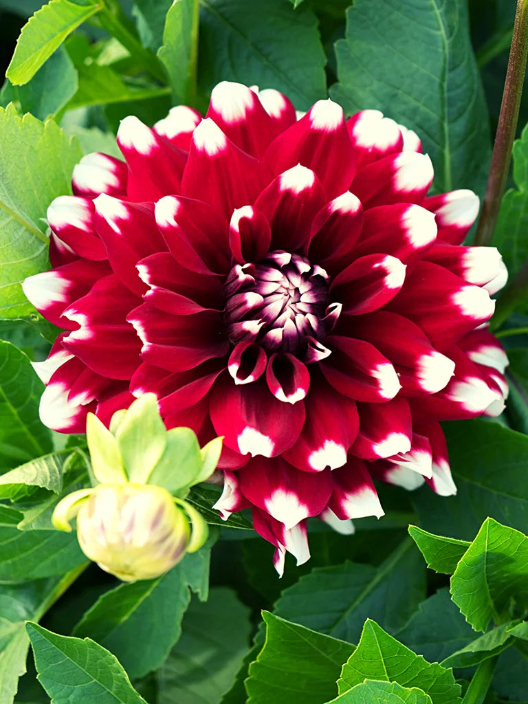 Bio Dahlia 'Duet' | Bloemoloog