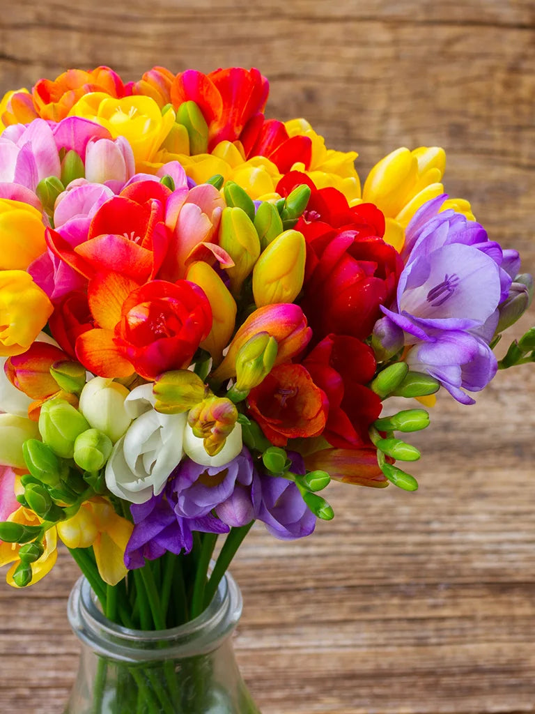 Bio Freesia Mix | 10 stuks | Bloemoloog