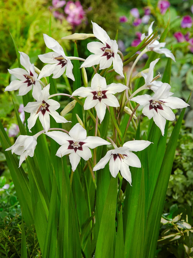 Bio Gladiolus 'Callianthus' | 10 stuks | Bloemoloog