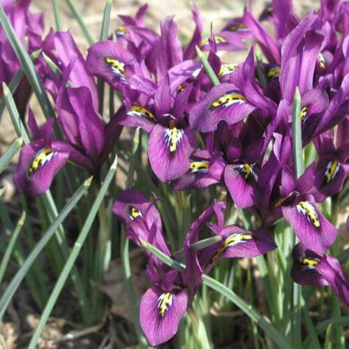 Bio Iris Reticulata ‘J.S. Dijt’ | 10 stuks | Bloemoloog
