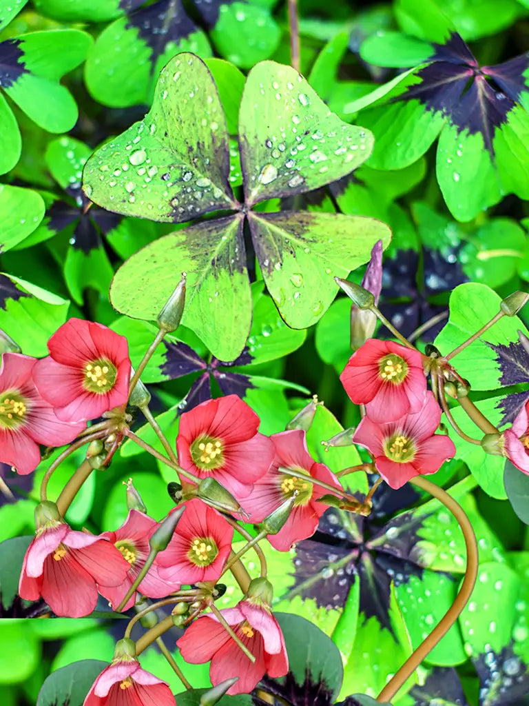 Bio Oxalis deppei 'Iron Cross' | 10 stuks | Bloemoloog