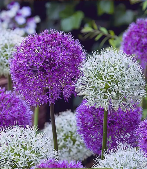 Bio Sieruien mix | 50 stuks | Bloemoloog