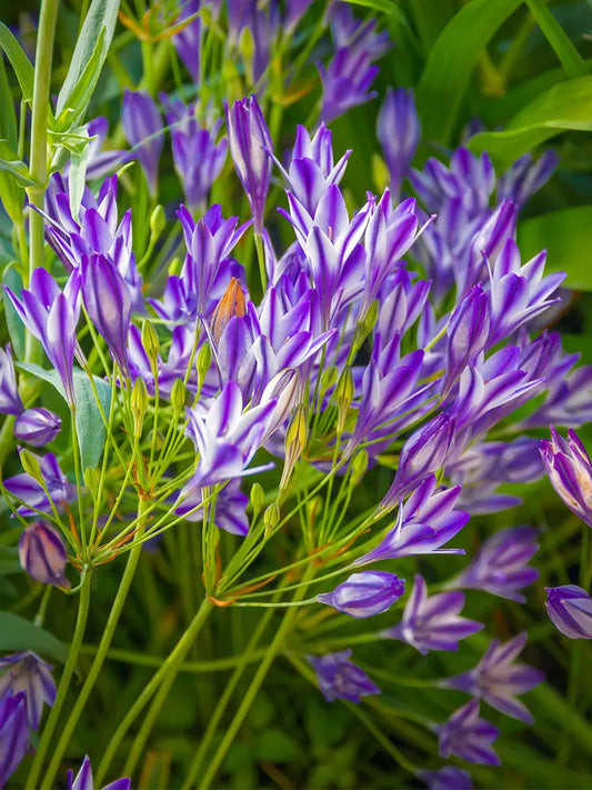 Bio Triteleia (Agapanthus) brodiaea 'Corrina' | 10 stuks | Bloemoloog