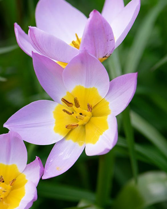Bio Tulipa bakeri ‘Lilac Wonder’ | 10 stuks | Bloemoloog