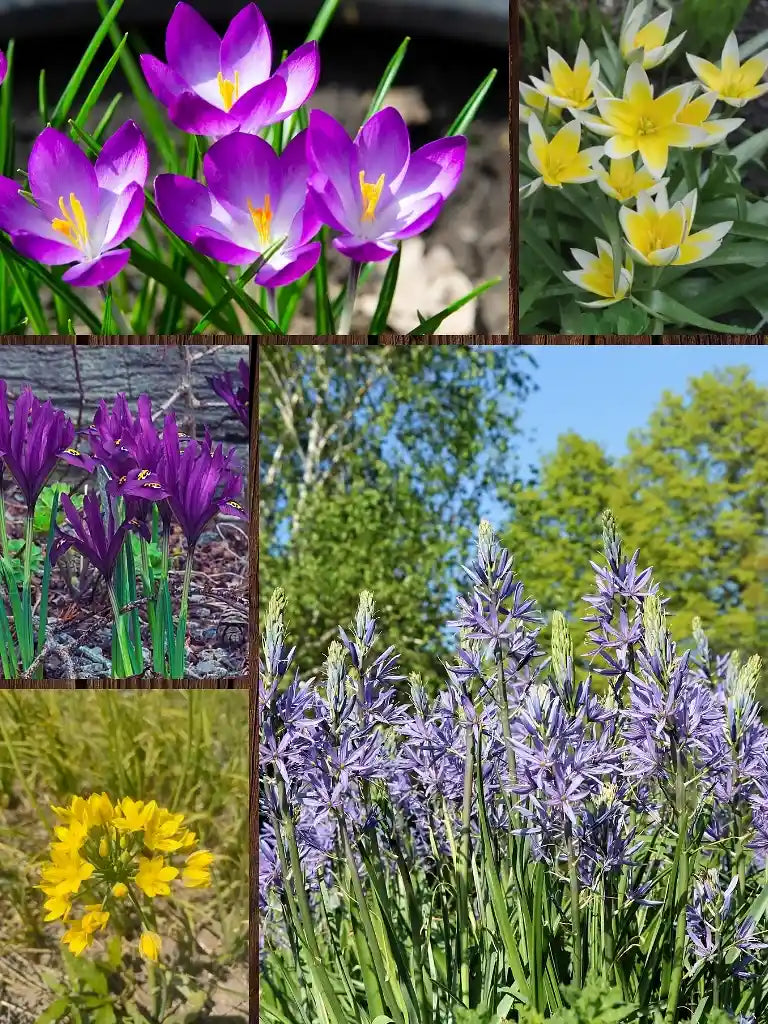 Bio Verwilderingsmix | 43 stuks | Bloemoloog