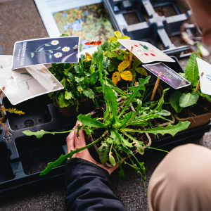 Boomspiegelpakket biologisch