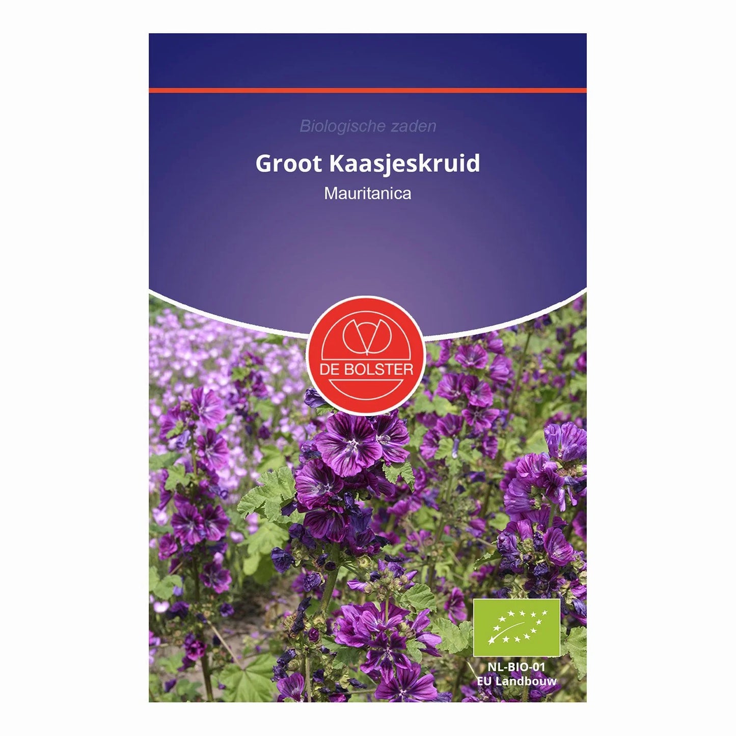 Groot kaasjeskruid 'Mauritanica' De Bolster