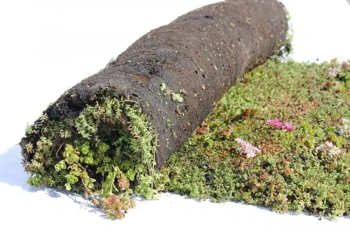 Groendak Kurkmodule EarthKweek