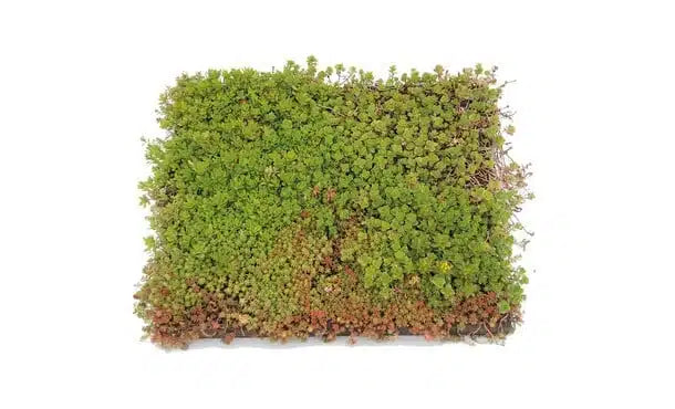 Groendak Kurkmodule EarthKweek