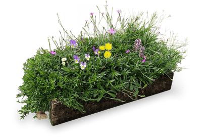 Groendak Kurkmodule EarthKweek