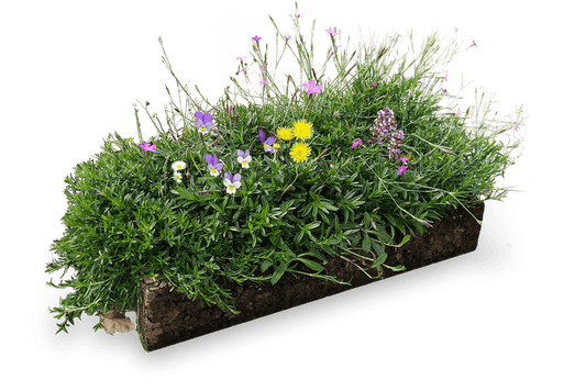 Groendak Kurkmodule EarthKweek