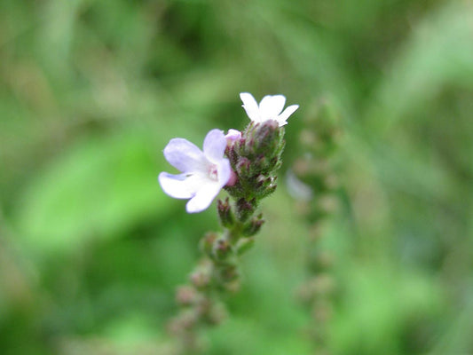 Ijzerhard_(Verbena-officinalis) Cruydt Hoeck