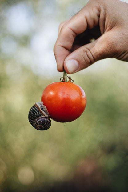 Mijn moestuin vol verwondering