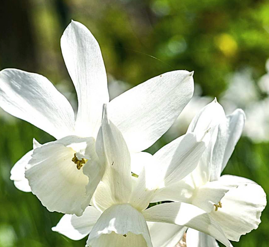 Bio Narcis triandus 'Thalia' | 7 stuks | Bloemoloog
