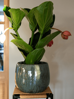 Plantenpot Odile Blauw