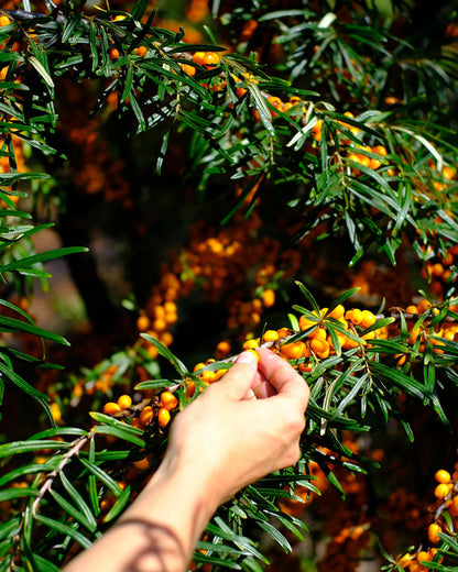 Duindoornbitter Petit Populier Wilder Land