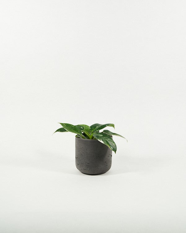 Plantenpot Charlie Pottery Pots