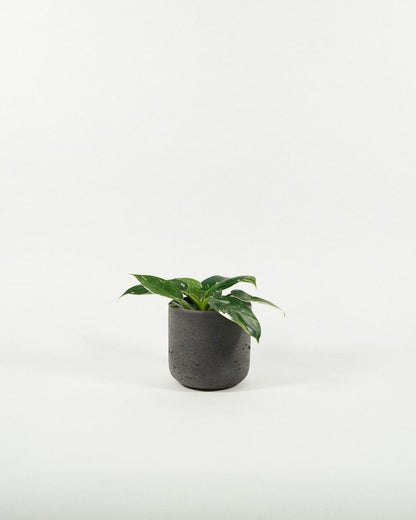 Plantenpot Charlie Pottery Pots