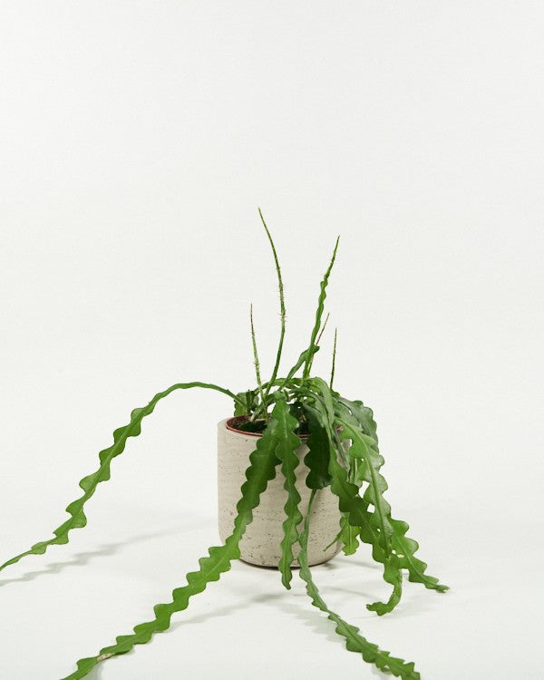 Plantenpot Charlie Pottery Pots