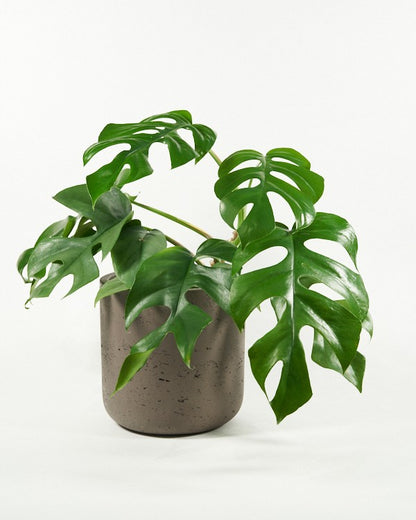 Plantenpot Charlie Pottery Pots