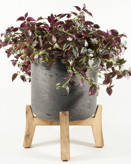 Plantenpot Charlie Pottery Pots