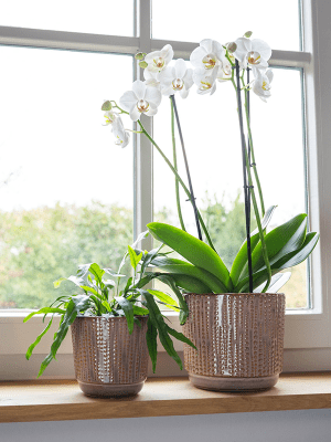 Plantenpot Cille Ter Steege