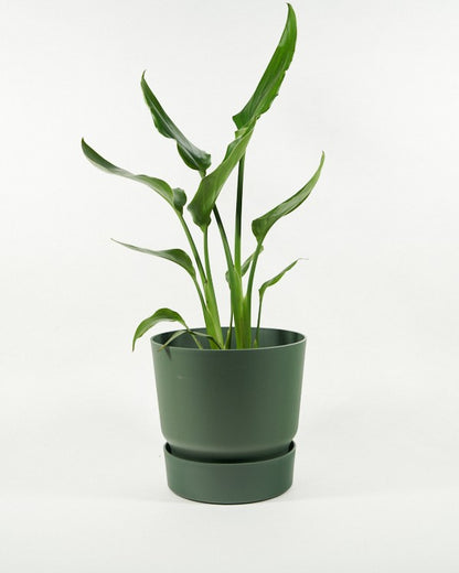 Plantenpot Greenville Rond Elho