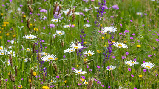 Bijenmengsel zaden vaste soorten | Cruydt-Hoeck