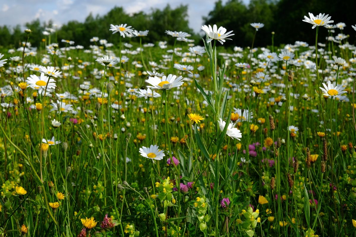 Bijenmengsel zware grond Cruydt-Hoeck | Geschikt voor Rotterdamse bodem