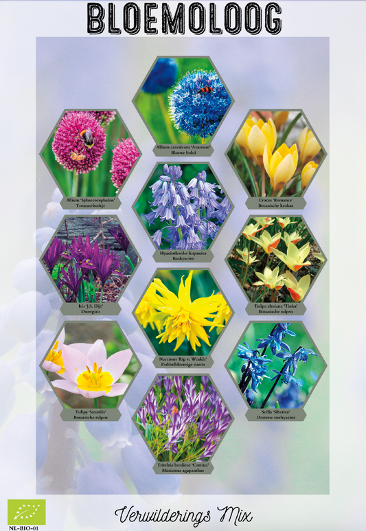 Bio Verwilderingsmix | Bloemoloog