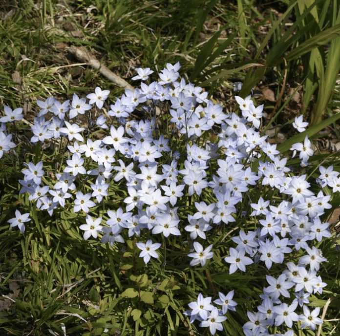 Bio Ipheion Uniflorum 'Wisley Blue' | Bloemoloog | 10 stuks