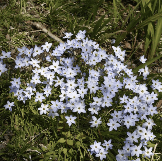 Bio Ipheion Uniflorum 'Wisley Blue' | Bloemoloog | 10 stuks