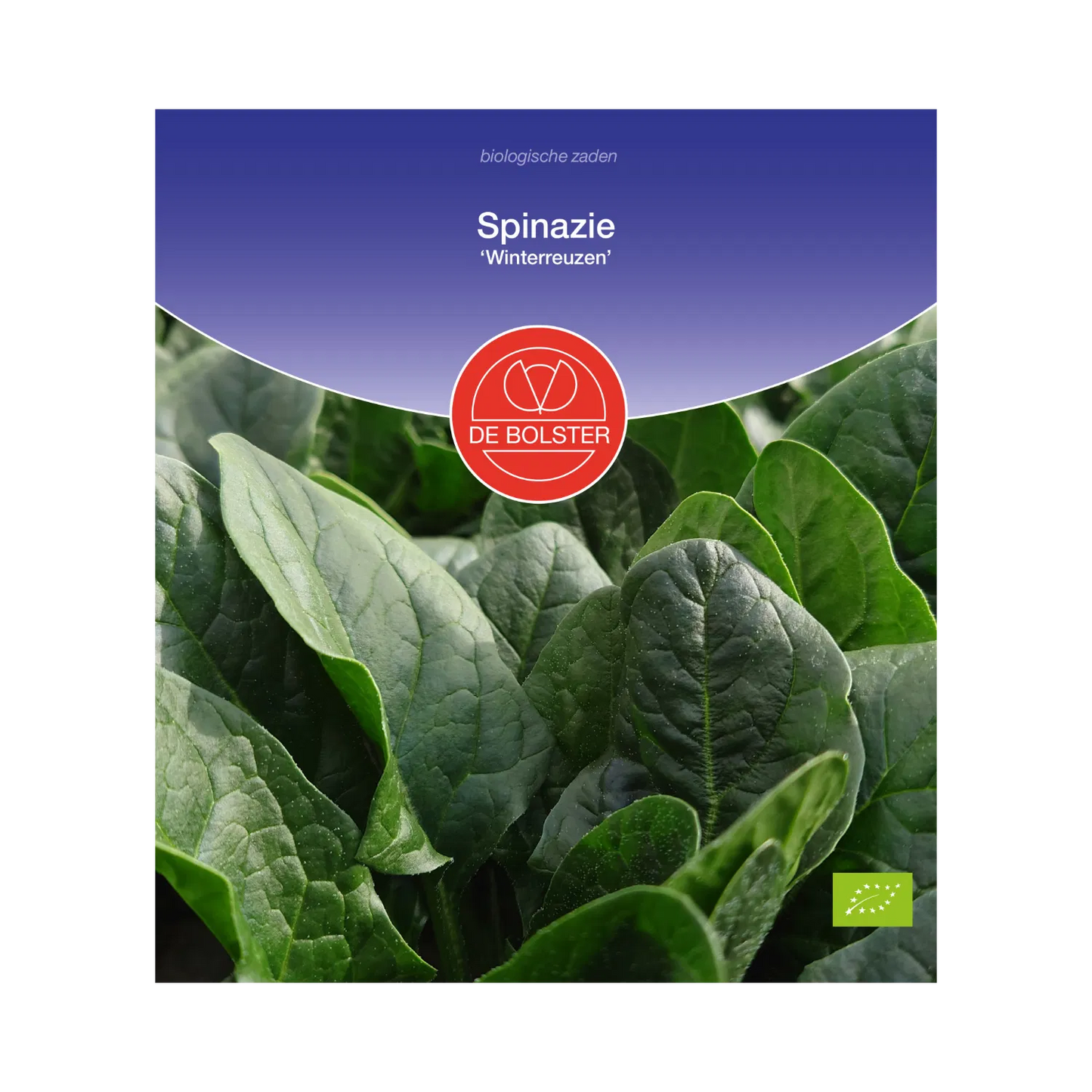 Spinazie 'Winterreuzen' De Bolster