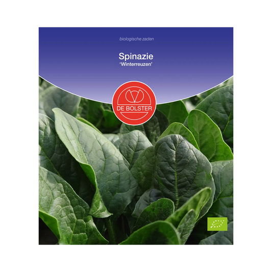 Spinazie 'Winterreuzen' De Bolster