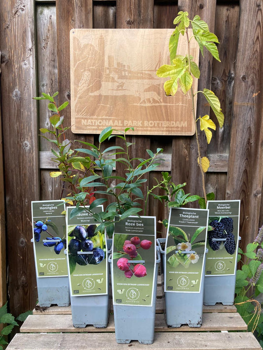 Eetbare struiken pakket biologisch