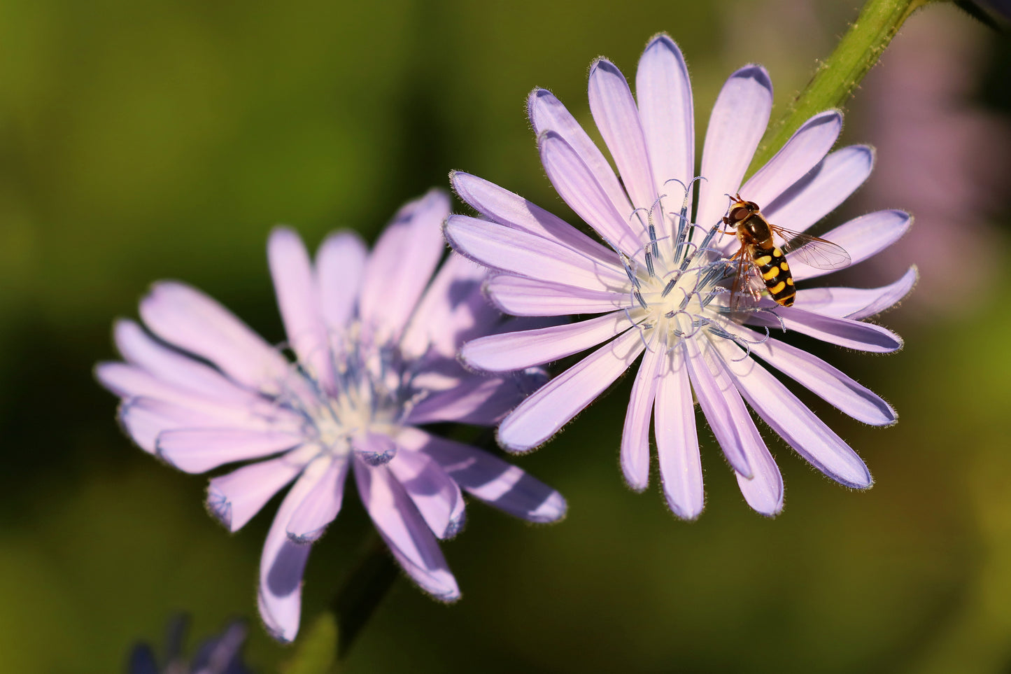 Zweefvlieg op wilde cichorei_Cichorium intybus_Cruydt Hoeck