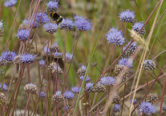Zandblauwtje - Jassione montana