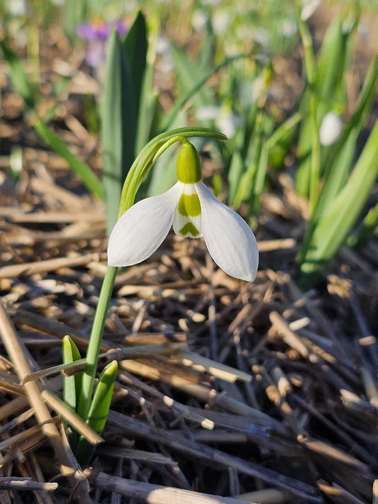 Bio Galanthus (Sneeuwklokje) 'Elwesii' | 10 stuks | Bloemoloog