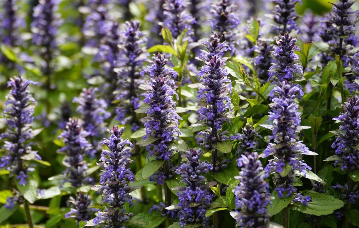 kruipend-zenegroen_CruydtHoeck