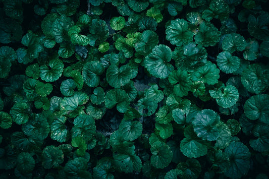 Excursie Foraging & Food | Vr 27/03