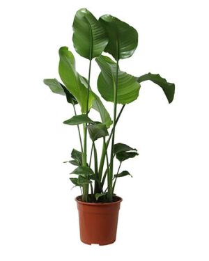 Strelitzia